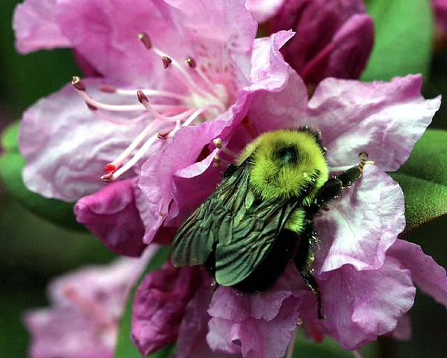Papery Wings
