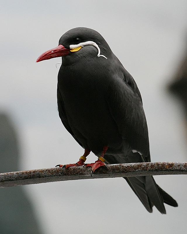 Inca Tern