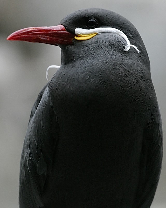 Inca Tern 2