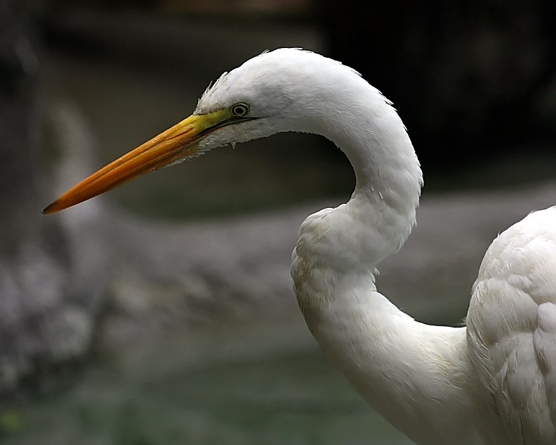 Crane Closeup