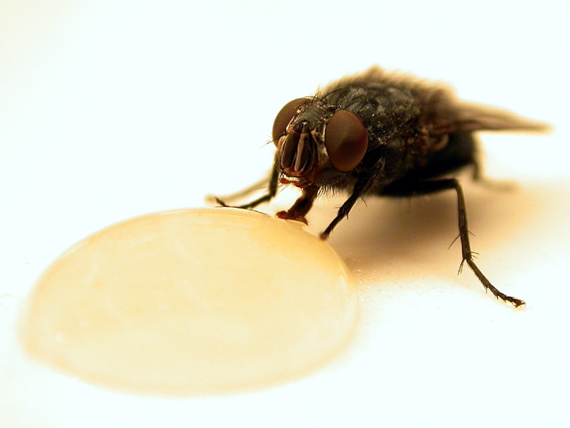 Honey Suckle