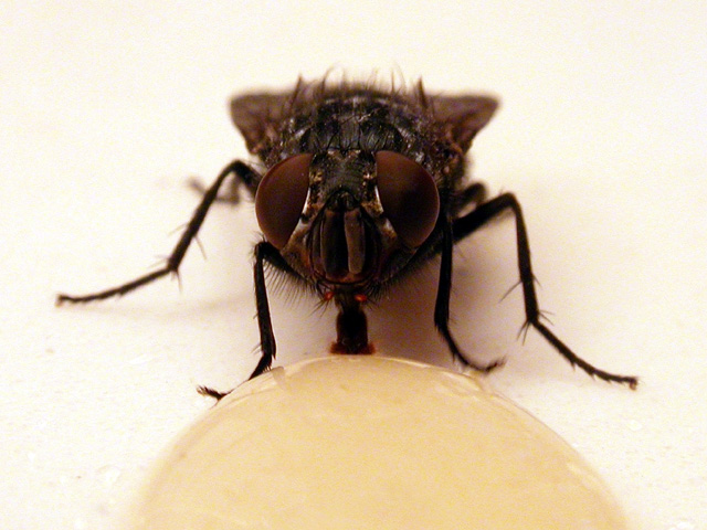 Honey Suckle II