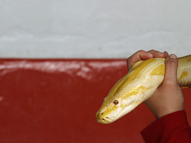 Red Wall, Yellow Snake