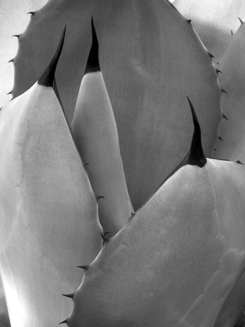 Desert Forms