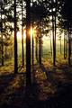 Tree Shadows