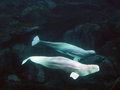 beluga pair