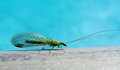 lacewing