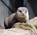 otter