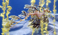 seadragon