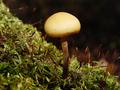 shrooms and sporophytes