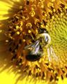 bee on sunflower