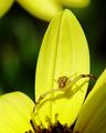 Petal Spider