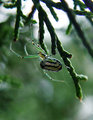 Green Spider