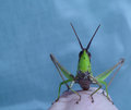 Hopper Head