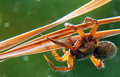 Irridescent Spider