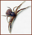spider