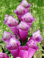 Digitalis.jpg