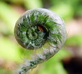 fern fiddle.jpg
