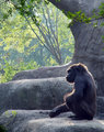 Gorilla 1