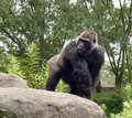 Gorilla 2