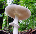 Shrooms.jpg