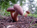 Shrooms 2.jpg