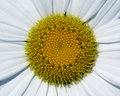 Sunflower.jpg