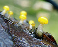 tiny yellow shrooms3.jpg