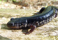 salamandar