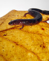 Salamander2