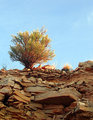 sage brush on rocks