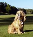 Charlie