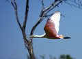 Roseate spoonbill