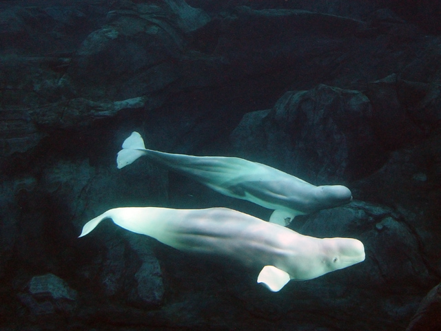 beluga pair