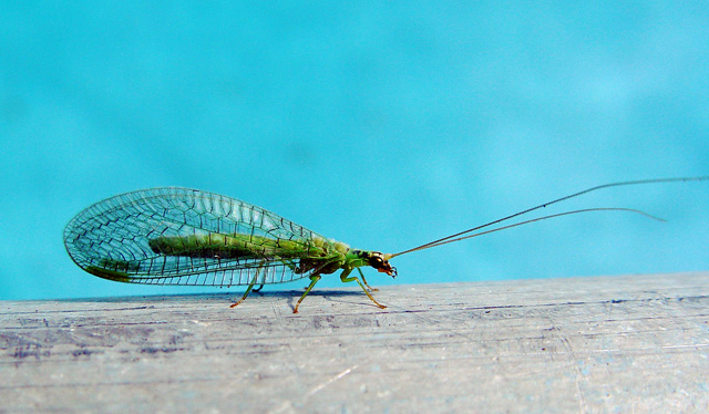 lacewing