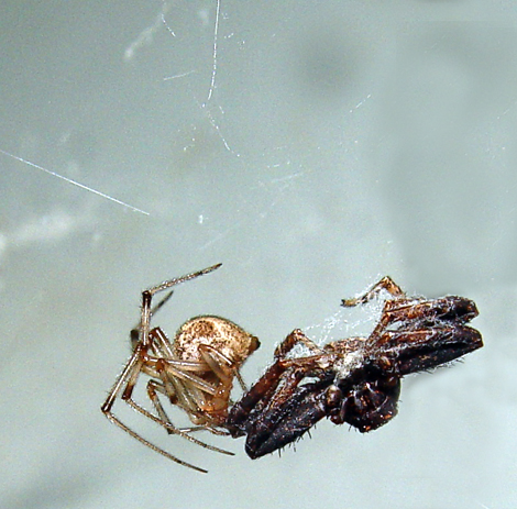 two spiders
