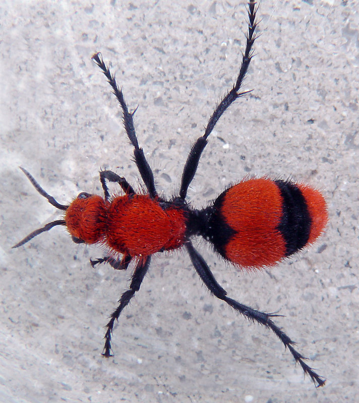 velvet ant