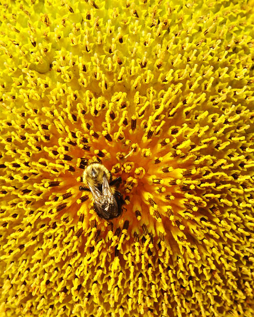 sunflower feeding station