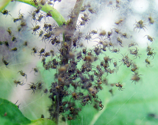 Spider Babes