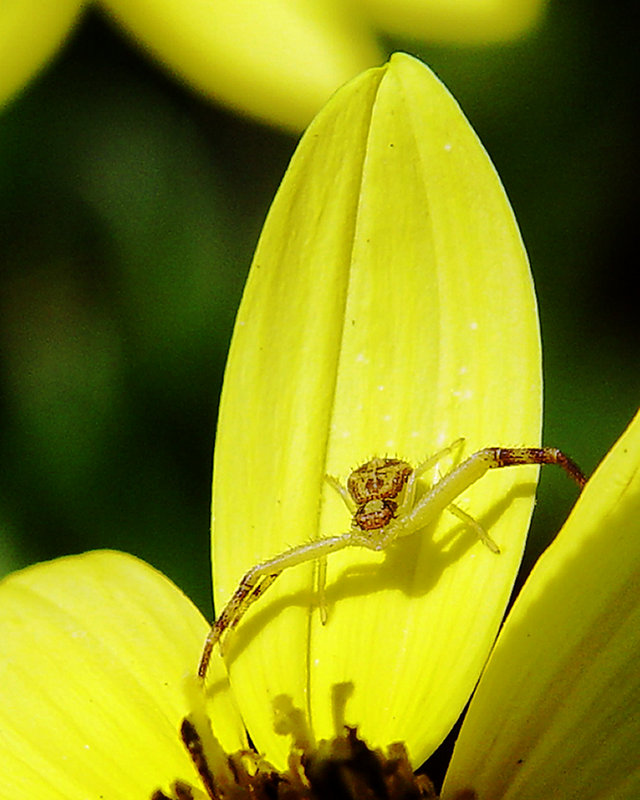 Petal Spider
