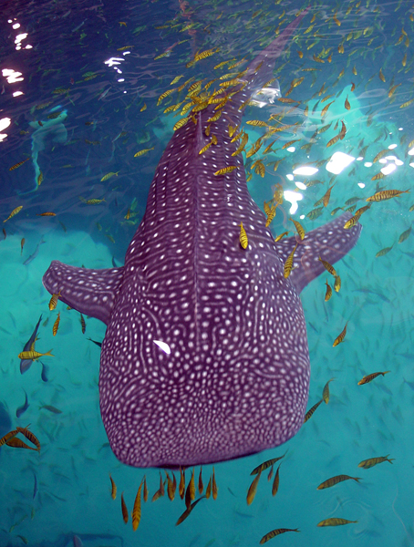 whale shark