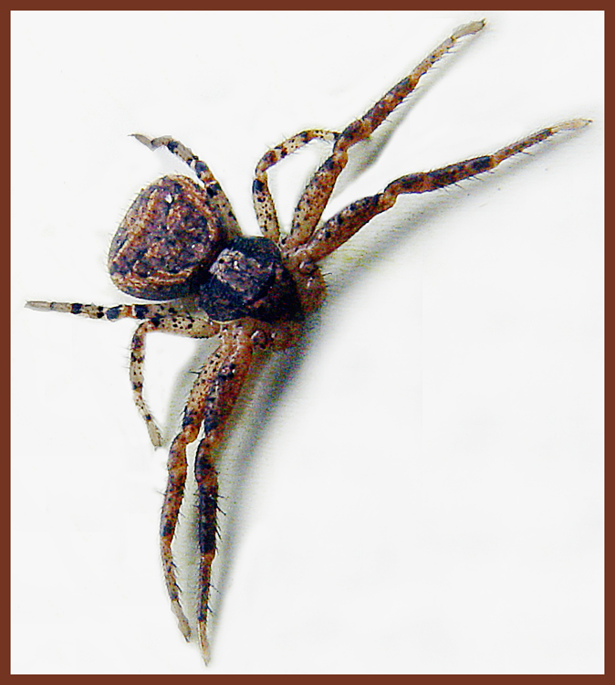 spider