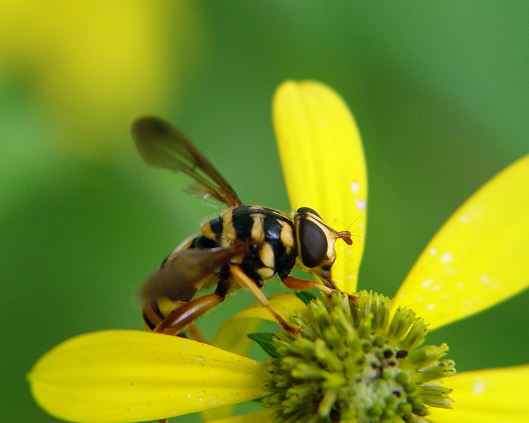 Wasp on Yellow