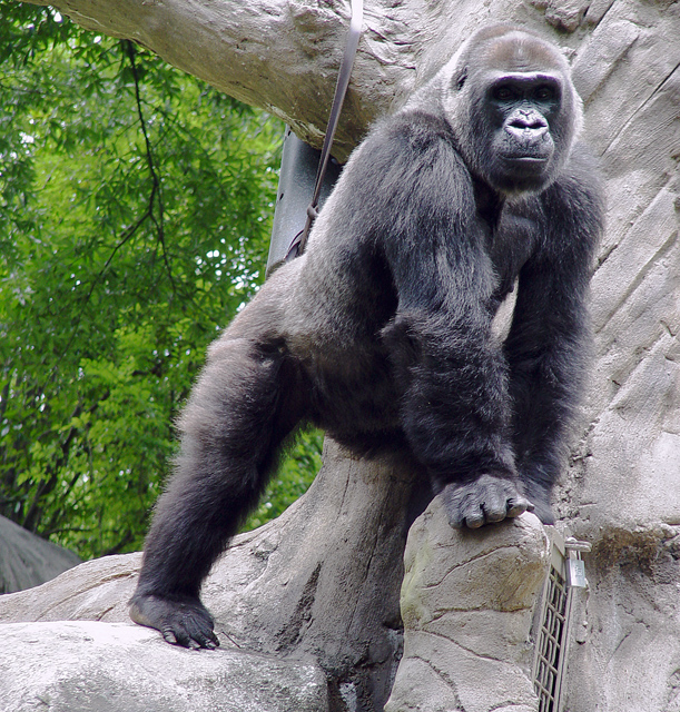 Gorilla