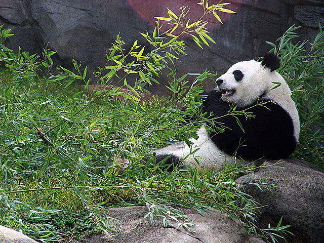 Panda