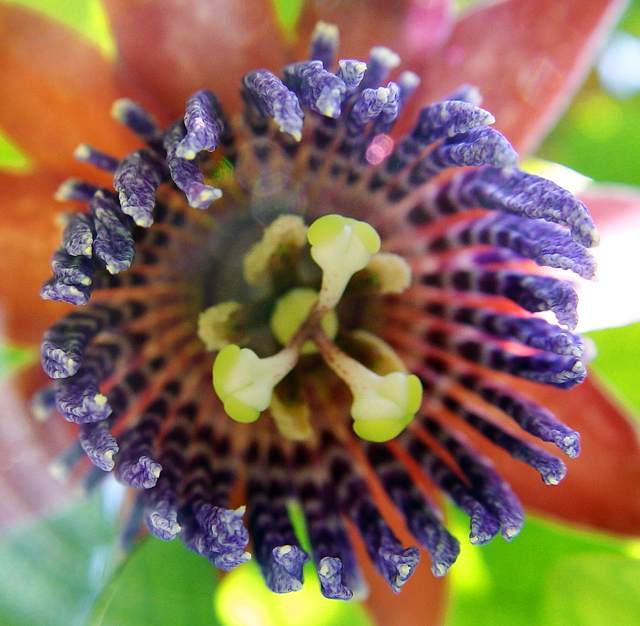 purple flowercropped (1).jpg