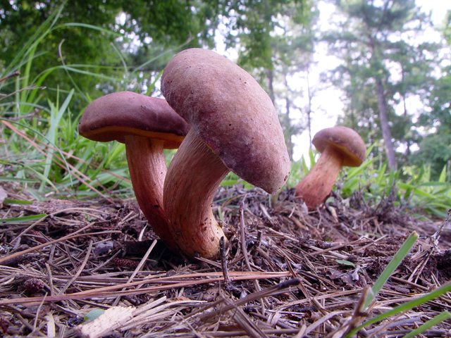 Shrooms 2.jpg