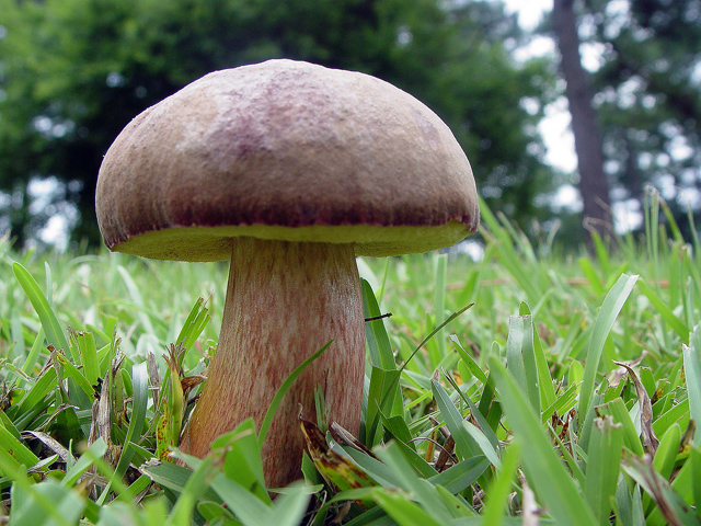 Shrooms 3.jpg
