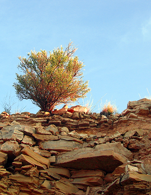 sage brush on rocks