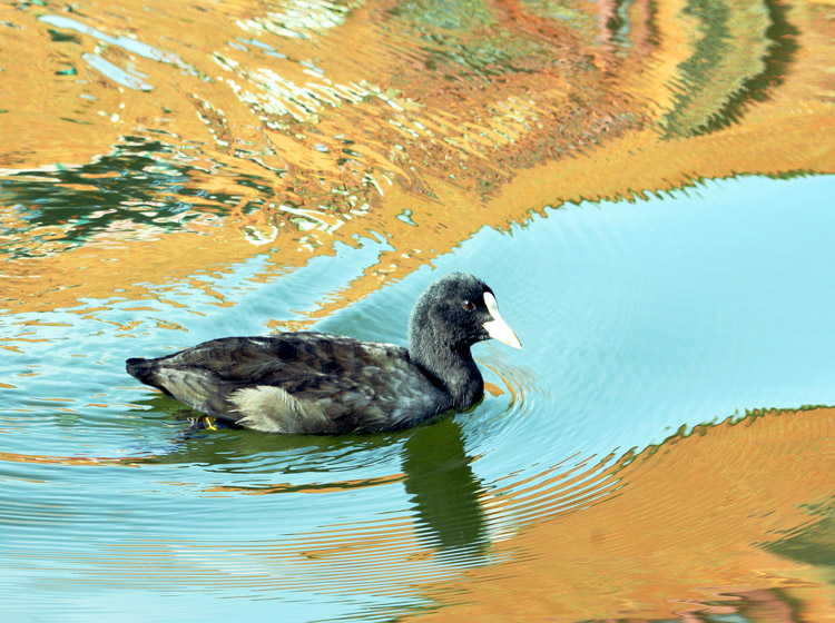 coot.jpg